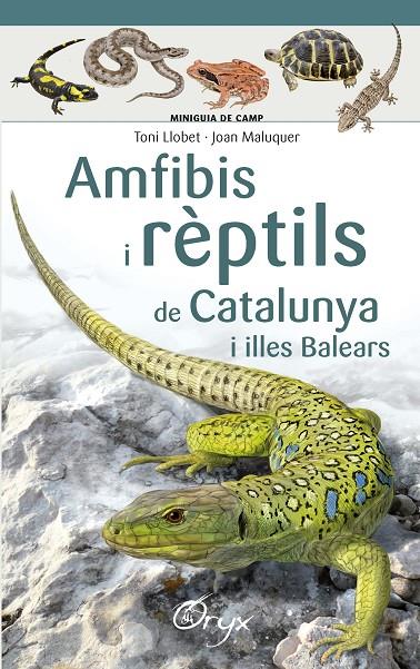 AMFIBIS I RÈPTILS DE CATALUNYA I ILLES BALEARS | 9788490346792 | LLOBET FRANÇOIS , TONI/MALUQUER MARGALEF, JOAN | Llibreria Online de Banyoles | Comprar llibres en català i castellà online