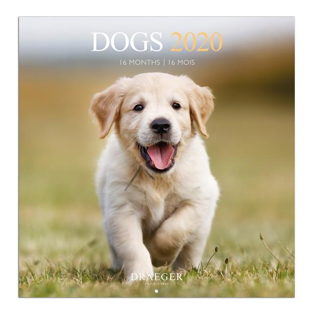 CALENDARI 16 MESOS GRAN 28X29 DOGS 2020 | 3045677979270 | DRAEGER | Llibreria Online de Banyoles | Comprar llibres en català i castellà online