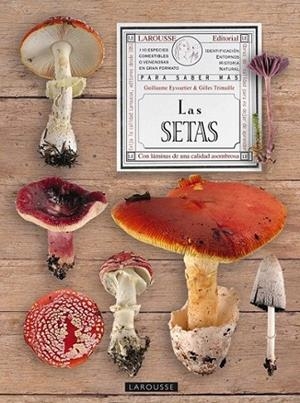 SETAS, LAS | 9788480169738 | AA.VV. | Llibreria Online de Banyoles | Comprar llibres en català i castellà online