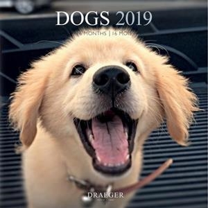 CALENDARI DOGS 2019 16 MESOS | 3045677930929 | DRAEGER | Llibreria L'Altell - Llibreria Online de Banyoles | Comprar llibres en català i castellà online - Llibreria de Girona