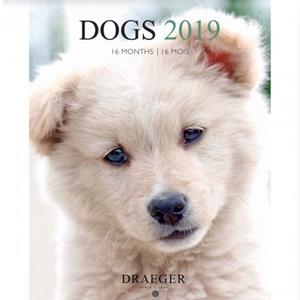 CALENDARI PETIT DOGS 2019 16 MESOS DRAEGER | 3045677930769 | DRAEGER | Llibreria L'Altell - Llibreria Online de Banyoles | Comprar llibres en català i castellà online - Llibreria de Girona
