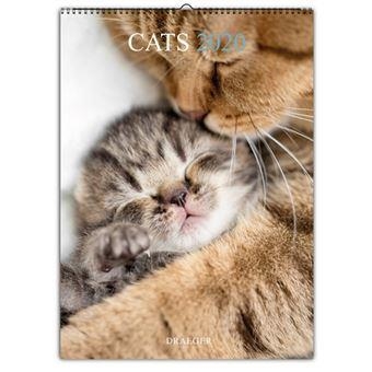 CALENDARI DECO CATS 2020 | 3045677979393 | DRAEGER | Llibreria L'Altell - Llibreria Online de Banyoles | Comprar llibres en català i castellà online - Llibreria de Girona