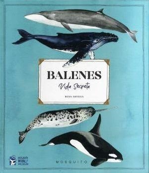BALENES VIDA SECRETA | 9788412247954 | ORTEGA, RENA | Llibreria Online de Banyoles | Comprar llibres en català i castellà online