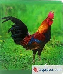 ANIMALES DE GRANJA   | 9788412344547 | Llibreria Online de Banyoles | Comprar llibres en català i castellà online