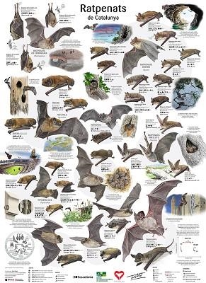 (POSTER) RATPENATS DE CATALUNYA | 9788413564630 | Llibreria Online de Banyoles | Comprar llibres en català i castellà online