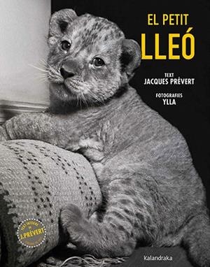 EL PETIT LLEÓ | 9788410387102 | PRÉVERT, JACQUES | Llibreria L'Altell - Llibreria Online de Banyoles | Comprar llibres en català i castellà online - Llibreria de Girona