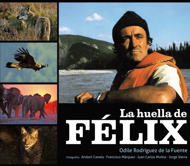 HUELLA DE FELIX, LA | 9788425345685 | RODRIGUEZ DE LA FUENTE, ODILE | Llibreria L'Altell - Llibreria Online de Banyoles | Comprar llibres en català i castellà online - Llibreria de Girona